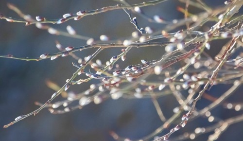 В Битцевском лесу распустилась верба