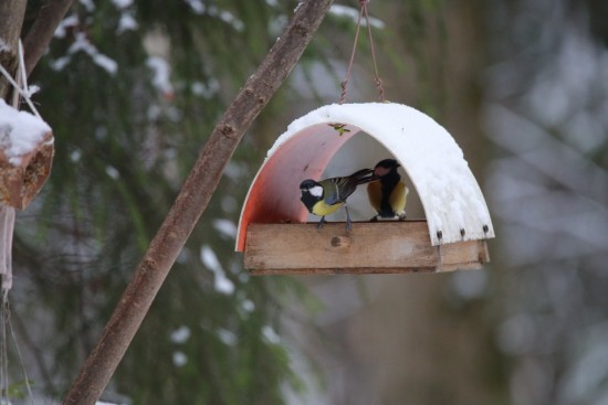 Умеренные ночные морозы ожидаются на юго-западе Москвы в выходные