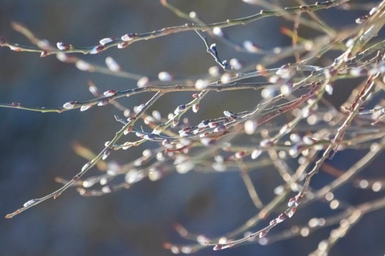 В Битцевском лесу распустилась верба