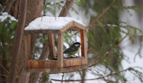 Экоцентр «Битцевский лес» подготовил квест и мастер-класс к Дню защитника Отечества