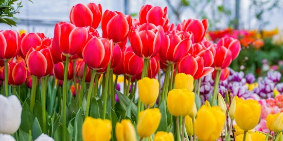Гостьям Воронцовского парка раздадут тюльпаны в Международный женский день