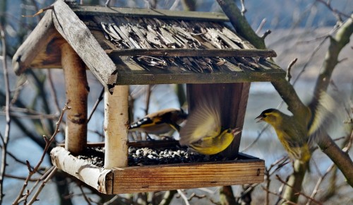 Жителям Теплого Стана порекомендовали продолжать подкармливать птиц в марте