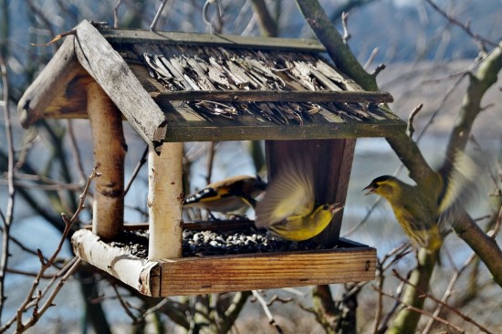 Жителям Теплого Стана порекомендовали продолжать подкармливать птиц в марте