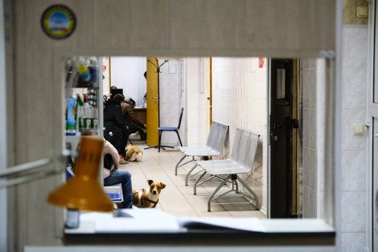 Бутовская ветеринарная лечебница проведет акцию по комплексной вакцинации собак