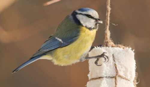 Жителей Котловки просят продолжать подкормку птиц в марте