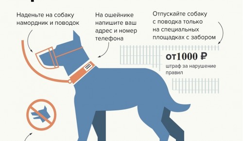 Комитет ветеринарии города Москвы напомнил о правилах выгула собак