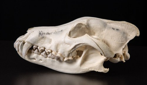 Коллекция Дарвиновского музея пополнилась черепом волка