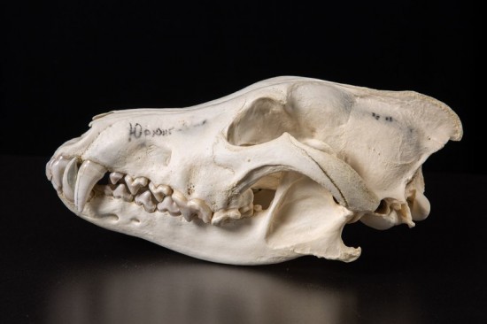 Коллекция Дарвиновского музея пополнилась черепом волка