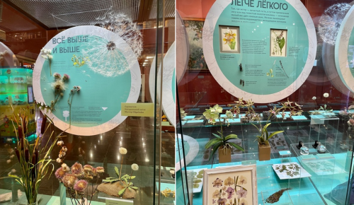 Дарвиновский музей приглашает 23 марта на бесплатную экскурсию по выставке «Путешествие семечка»