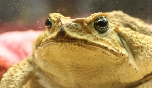 В экоцентре «Битцевский лес» отметят День лягушки