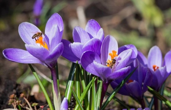 Жители Гагаринского района могут ознакомиться с весенним календарем цветения растений