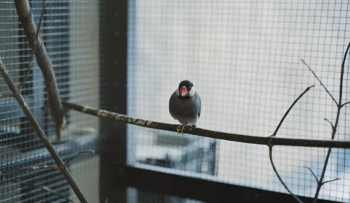В Дарвиновском музее отметят День птиц
