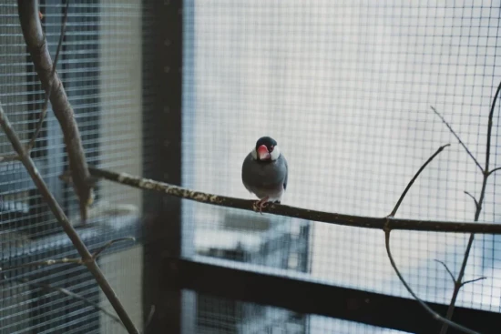 В Дарвиновском музее отметят День птиц