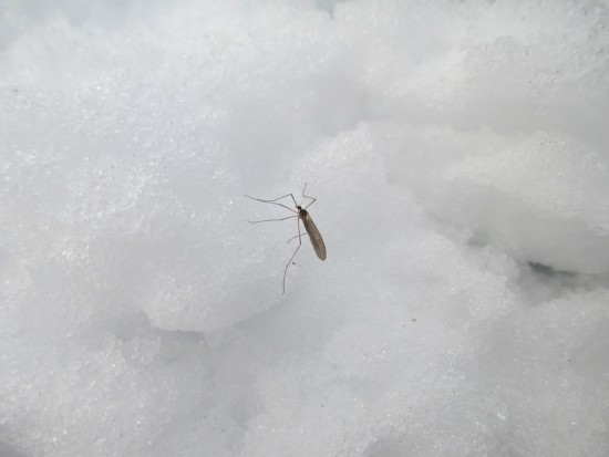 Сезон комаров не за горами: простейший способ сделать ловушку для 