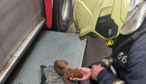 Огнеборцы спасли маленького щенка из горящего здания в Коньково