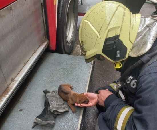 Огнеборцы спасли маленького щенка из горящего здания в Коньково
