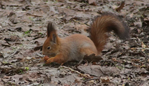 Жителям округа дали рекомендации по подкормке обитателей Воронцовского парка