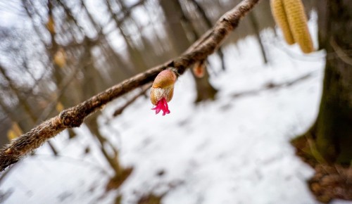 В Битцевском лесу начал цвести орешник