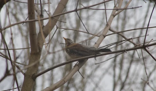 На природных территориях округа устроят экопутешествия скандинавским шагом