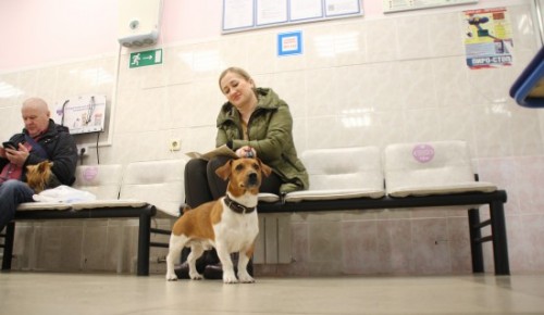 В Бутовской ветеринарной лечебнице продлили акцию по комплексной вакцинации собак