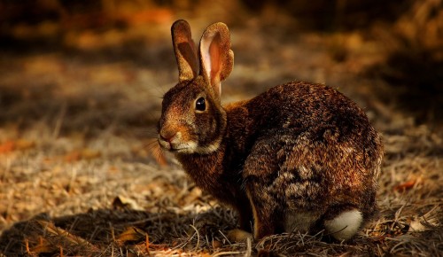 Горностаи и зайцы в заказнике «Теплый Стан» начали менять шубки