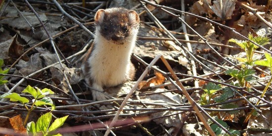 Животные на природных территориях ЮЗАО начали менять шубки