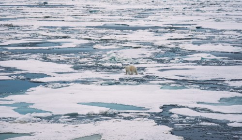 В Дарвиновском музее 18 апреля откроется выставка, посвященная Арктике