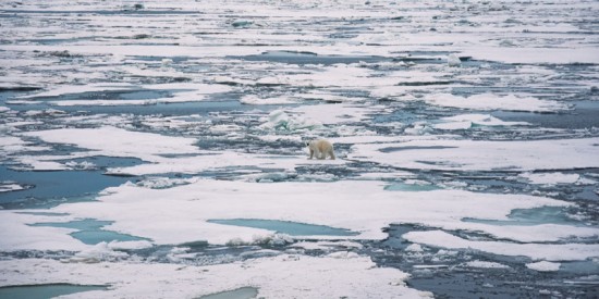 В Дарвиновском музее откроют выставку, посвященную Арктике