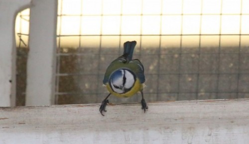 Экоцентры ЮЗАО запустили инклюзивные программы