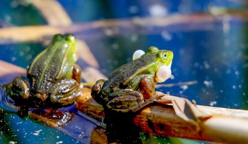 В Битцевском лесу проснулись травяные лягушки
