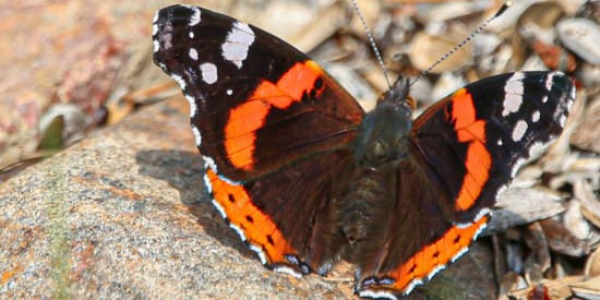 Жителям округа предложили смастерить домики для насекомых