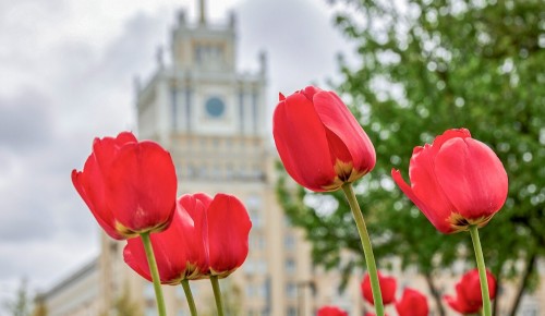 А за окошком месяц май. Дождались! Сегодня День весны и труда