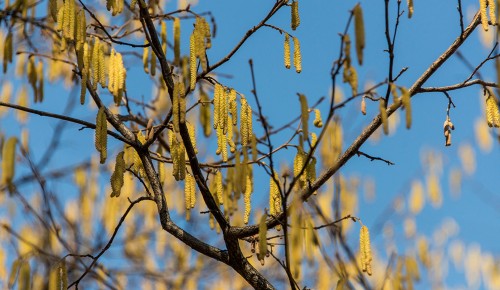 В Обручевском районе зацветает растение-аллерген