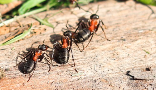 В экологическом парке «Северное Бутово» краснокнижные лесные муравьи начали готовиться к появлению потомства