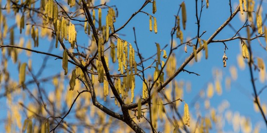 В Обручевском районе зацветает растение-аллерген