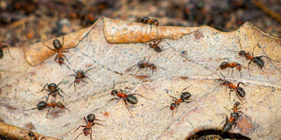 В Битцевском лесу краснокнижные лесные муравьи начали готовиться к появлению потомства