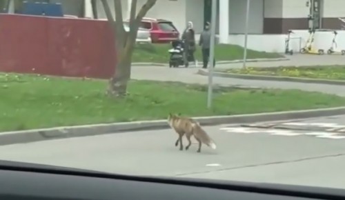Лиса в Теплом Стане перебежала дорогу по пешеходному переходу