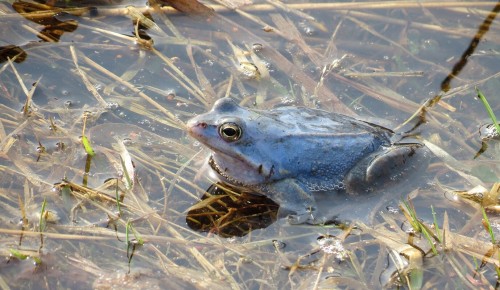 Первые головастики травяных лягушек появились на природных территориях ЮЗАО