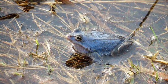 Первые головастики травяных лягушек появились на природных территориях ЮЗАО