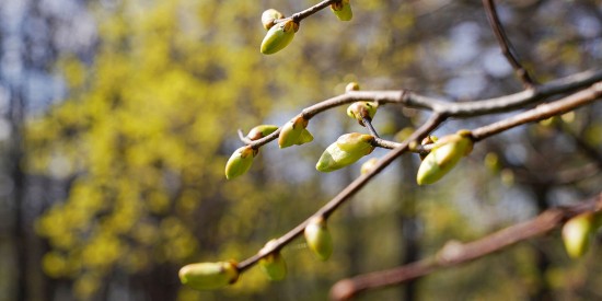 Жителей округа ждут ночные заморозки в ближайшие выходные