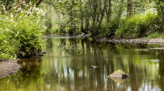 Жители Конькова смогут присоединиться к акции «Чистая речка» в Битцевском лесу