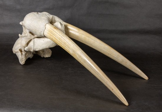 Дарвиновскому музею подарили череп взрослого самца моржа