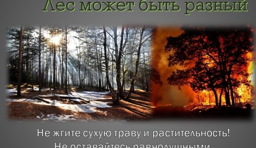 МЧС напоминает об опасности лесных пожаров