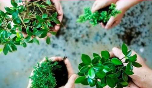 К Дню эколога Дарвиновский музей впервые устраивает планткроссинг