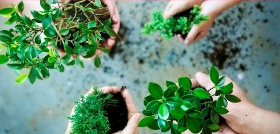 К Дню эколога Дарвиновский музей впервые устраивает планткроссинг