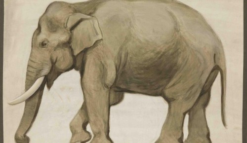 Дарвиновский музей приглашает совершить виртуальный тур по выставке «Великолепные азиатские слоны»