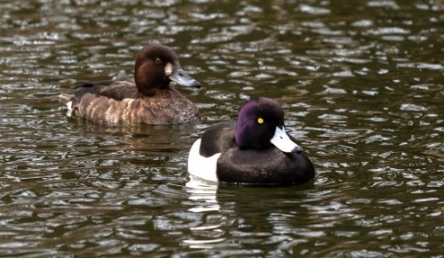 Необычных уток обнаружили в Воронцовском парке