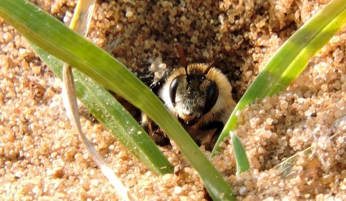 Экоцентр «Лесная сказка» поучаствует в «Пчелином фестивале»