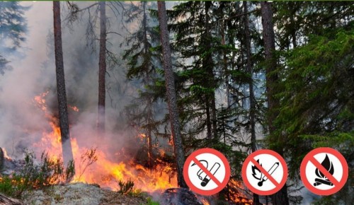 В Юго-Западном округе Москвы напомнили о правилах пожарной безопасности в лесу