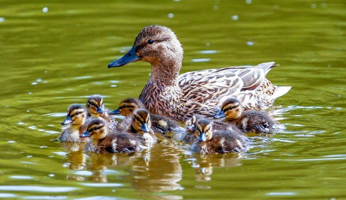 На природных территориях ЮЗАО проведут утиную перепись